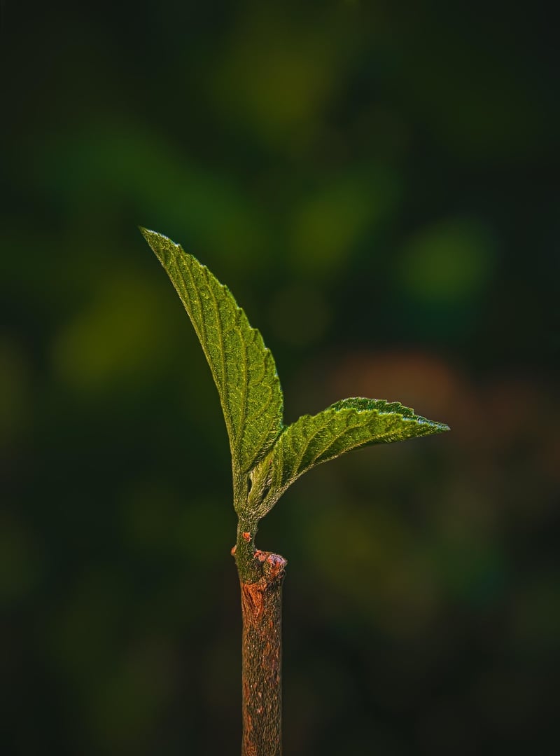Vertical Plant Stands